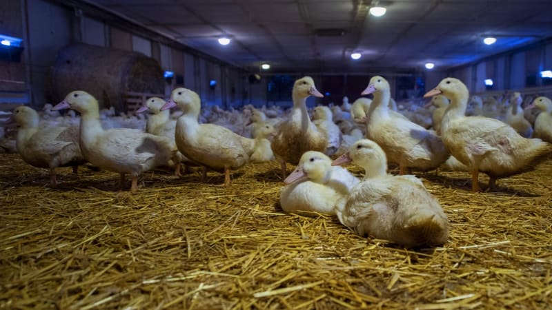 Ptačí chřipka udeřila: Velkochov na Třebíčsku utratí přes 20 tisíc kachen. Problém mají i jatka