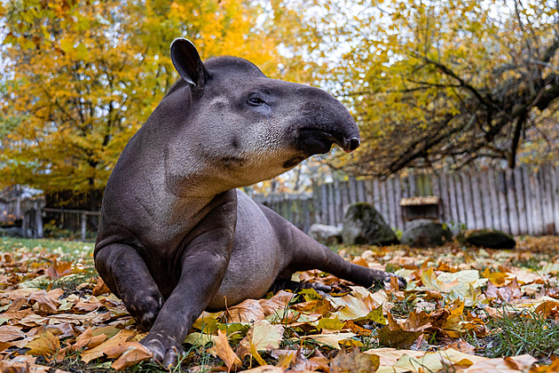 Vyhrajte rodinné vstupenky do Zoo Praha a objevte zvířecí sirotky