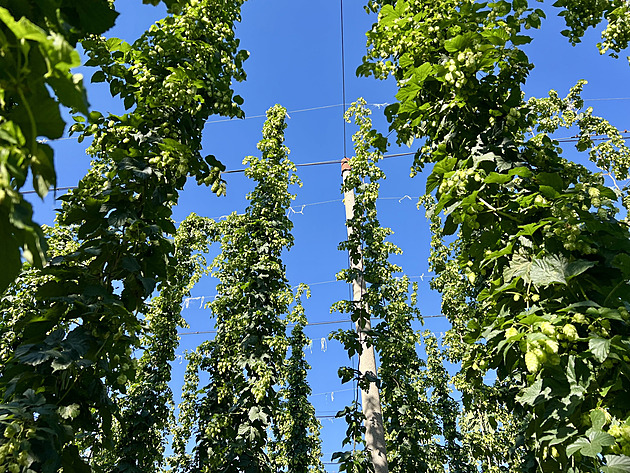 Počasí si s chmelem pohrávalo. Letošní sklizeň je ale nakonec mírně nadprůměrná