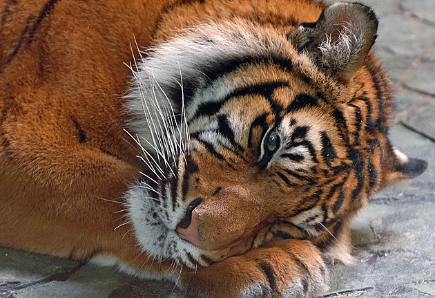 Vybíravé tygřici to s jejími partnery nevyšlo, teď ji zoo nechala utratit