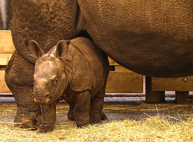 Plzeňská zoo zažila čtvrtý nejúspěšnější rok, přišlo přes 490 tisíc návštěvníků