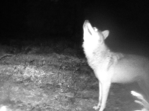 Ochránci v Moravském krasu poprvé zaznamenali vlka, zachytila jej fotopast