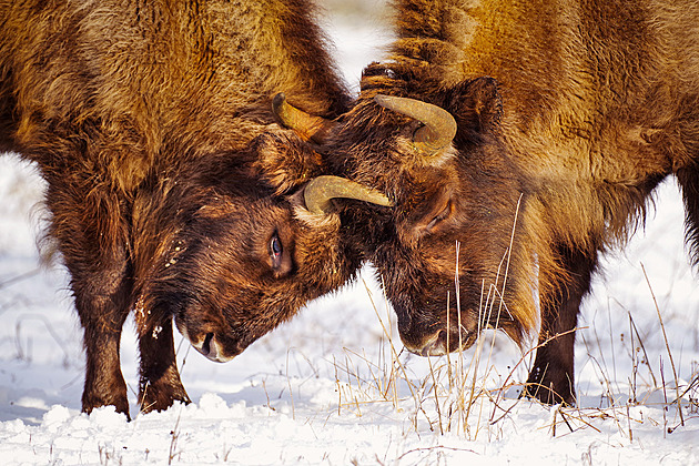 Divocí kopytníci z Milovic hájili barvy Česka v Bruselu jako tip na výlet