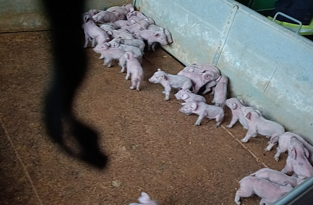 Ze střechy vepřína se valil černý kouř, hasiči zachránili stovky prasat