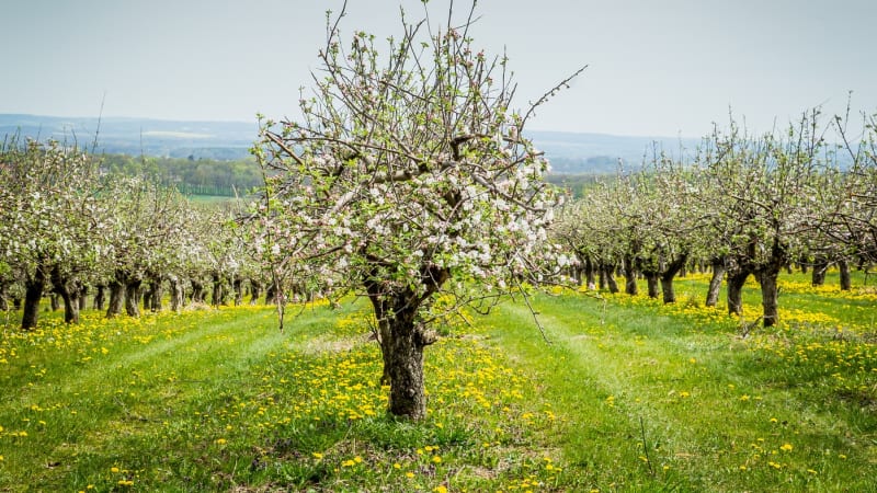 První předpověď na jaro: Dubnové překvapení podtrhne tradičně nestabilní počasí, co čekat?