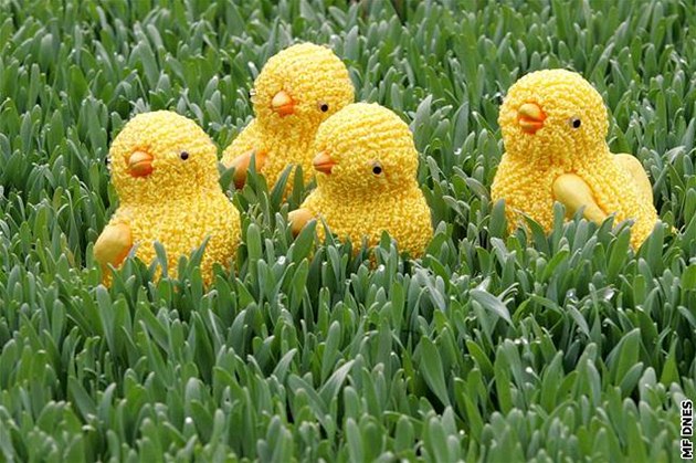 Velikonoční osení zvládnete za týden. Stačí správný postup a trocha péče