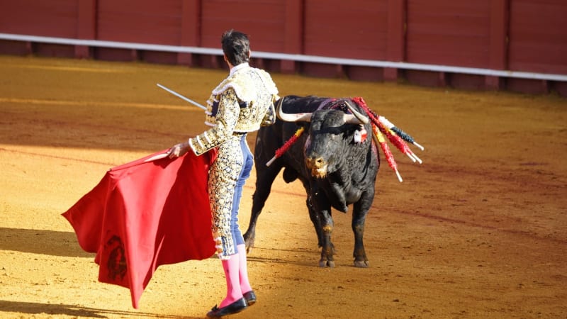 Horor v aréně: Toreadora v Malaze nabral býk na roh. Vážným zraněním na místě podlehl