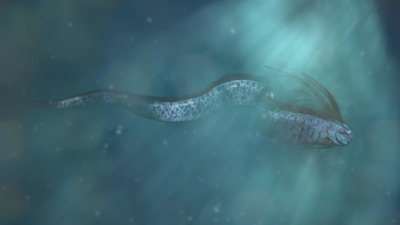 Unikátní záběry „ryby soudného dne“ u Mexika. Autor videa je nadšený, lidé se bojí katastrofy