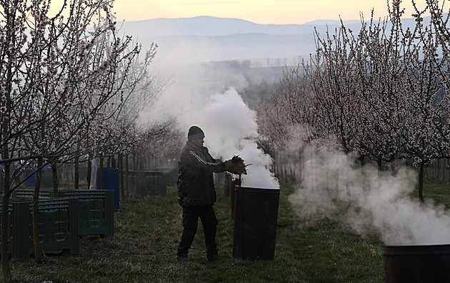 Jarní mrazy mohou zničit úrodu. Jak účinně ochránit kvetoucí ovocné stromy