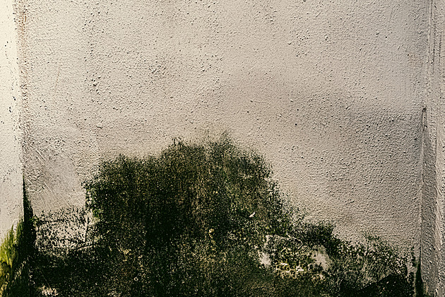 Tři důvody, proč se vám doma po zimě udělala plíseň. Třetí vás překvapí