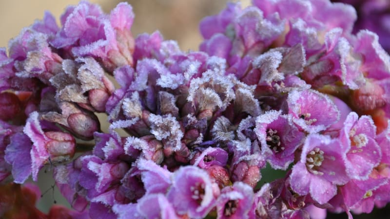 Noční mrazy způsobily ovocnářům stamilionové škody. Nejvíce zasáhly sady v Čechách