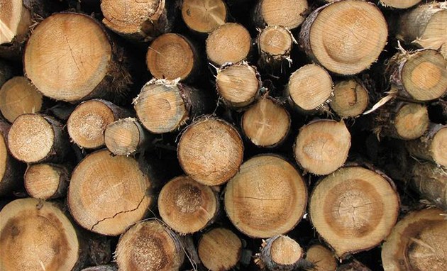 V Šumperku někdo krade dřevo z městských lesů, odhalila to interní kontrola