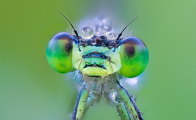 Za každým skvělým snímkem je příběh. O některé se Czech Nature Photo podělilo