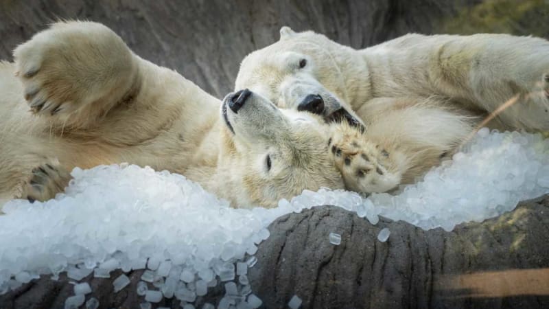 Tuny ledu, speciální zmrzliny a sázka na lesy. Jak zvládají horka zvířata v českých zoo?